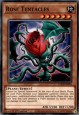 Rose Tentacles - LDS2-EN095 - Common