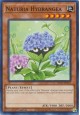 Naturia Hydrangea - HAC1-EN107 - Common